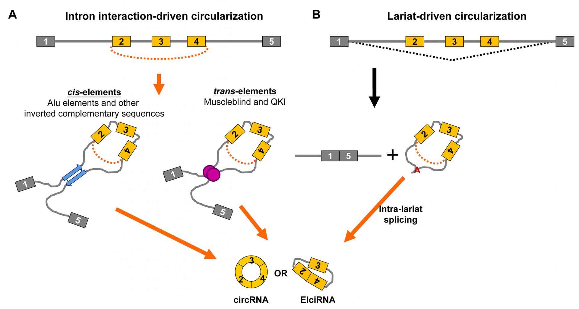 The models for biogenesis of circular RNAs